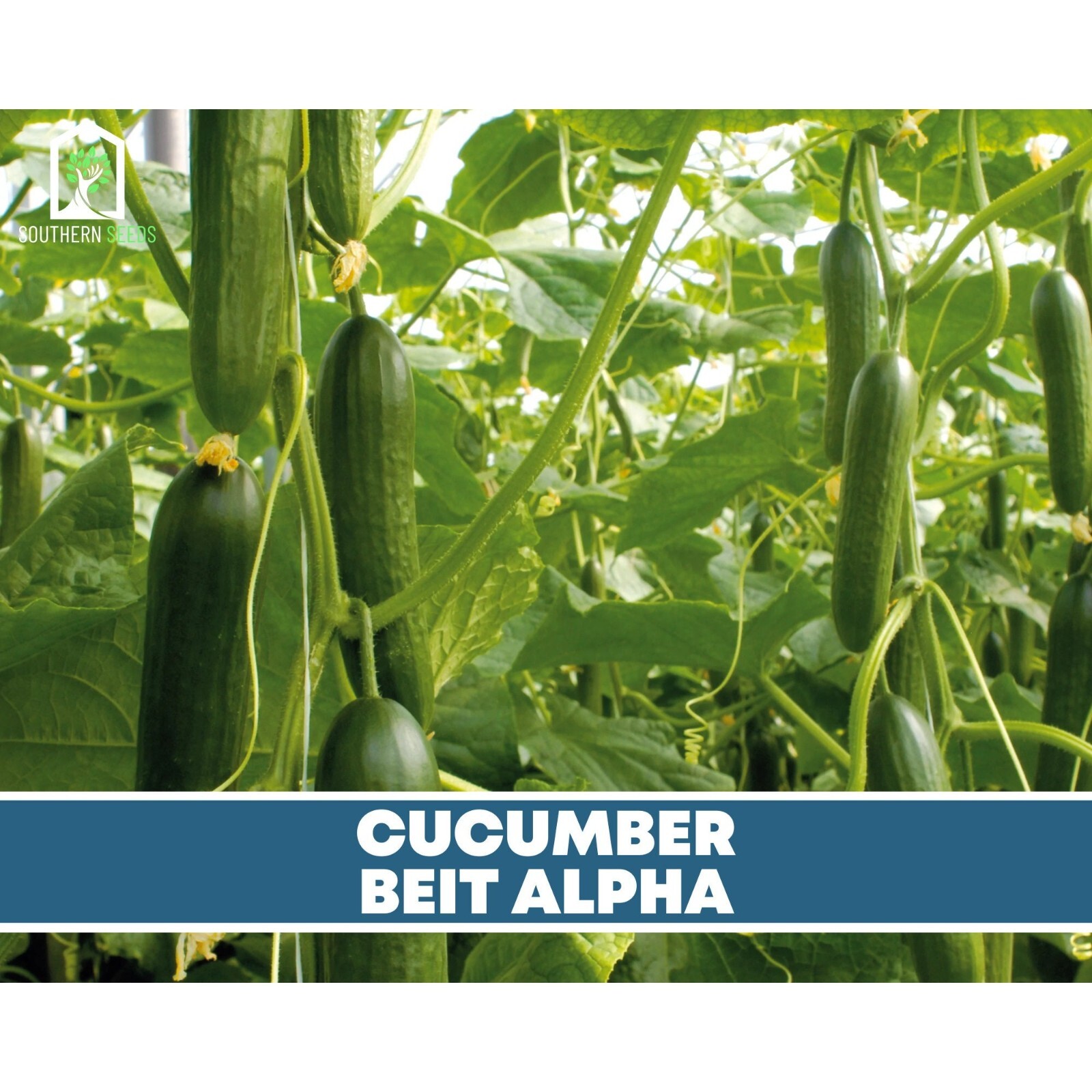 Cucumber, Beit Alpha – Heirloom Seeds – NonGMO (Cucumis sativus)