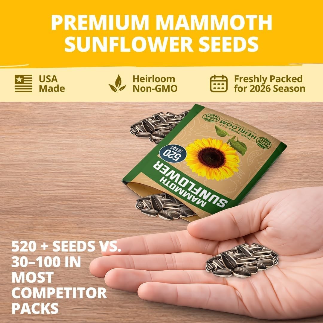 HOME GROWN Sunflower Seeds to Plant | 520+ Giant Mammoth Sunflower Seeds
