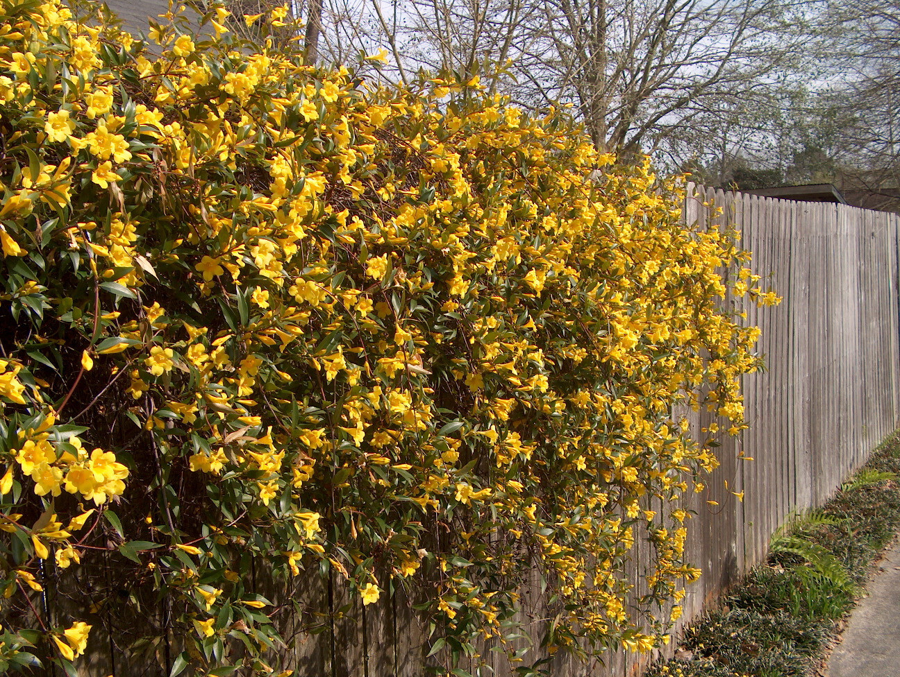 Carolina Jessamine Gelsemium sempervirens 15 Plants in 3-1/2 inch Pots
