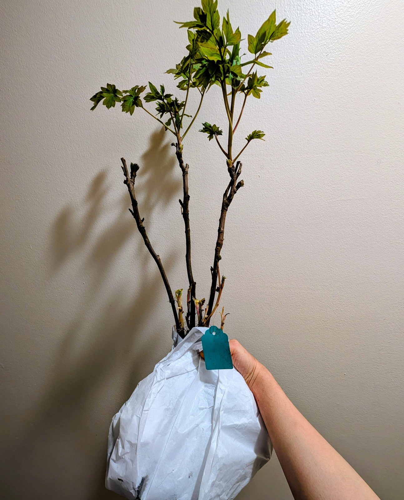“Kao” large flower Japanese tree peony