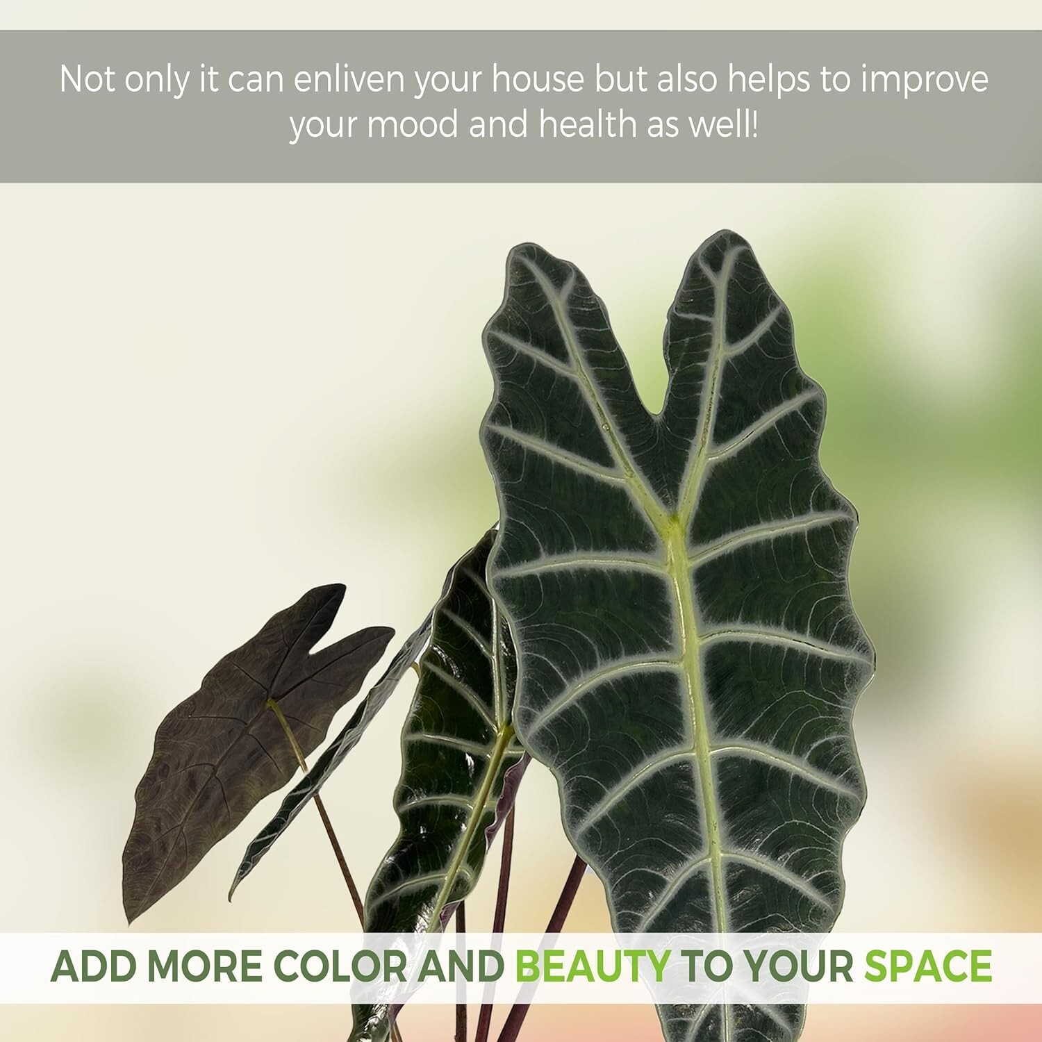 Alocasia Amazonica (2pack) by LEAL PLANTS ECUADOR | Elephant ear Plants