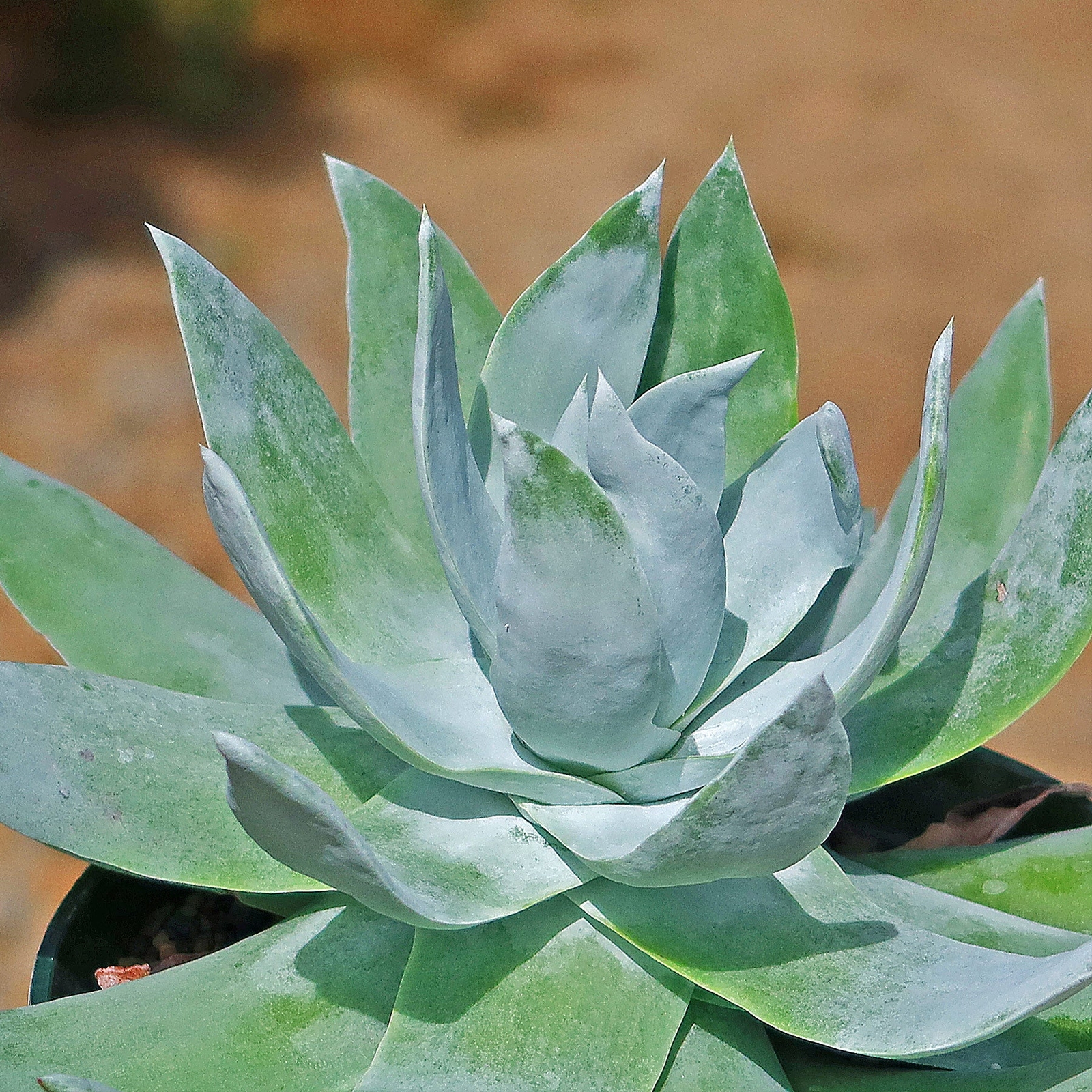 Giant Chalk Dudleya ‘Dudleya brittonii’ cactus Cacti Succulent real live plant