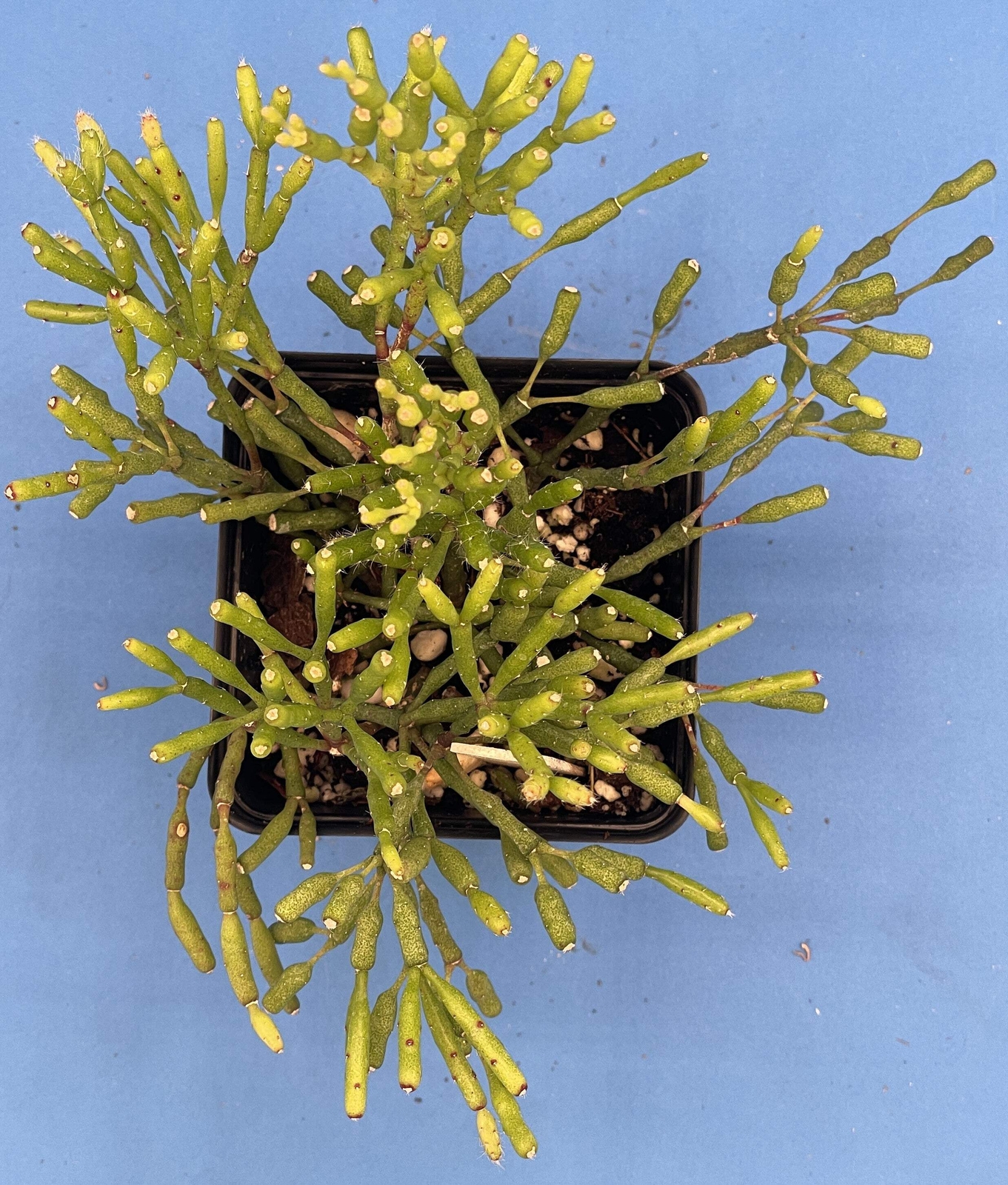 Hatiora Salicornioides Dancing Bones Ready For Hanging Basket – Ship In 3.5″ Pot