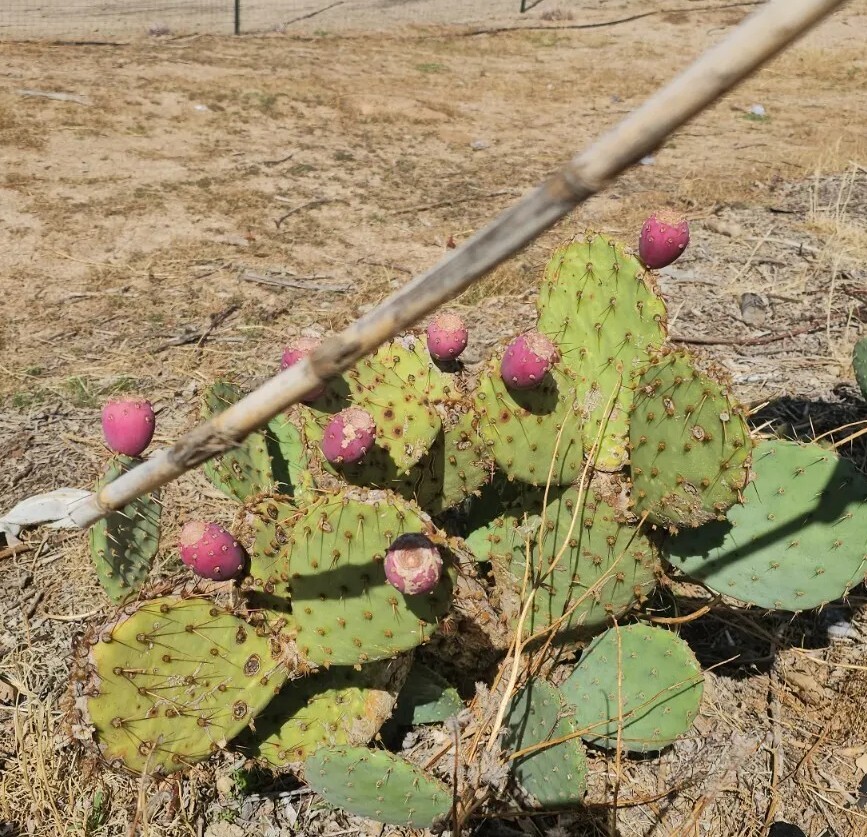 Desert Prickly pear ( Opuntia Phaeacantha), 2 Pads 4-7″ [cold hardy -20F]