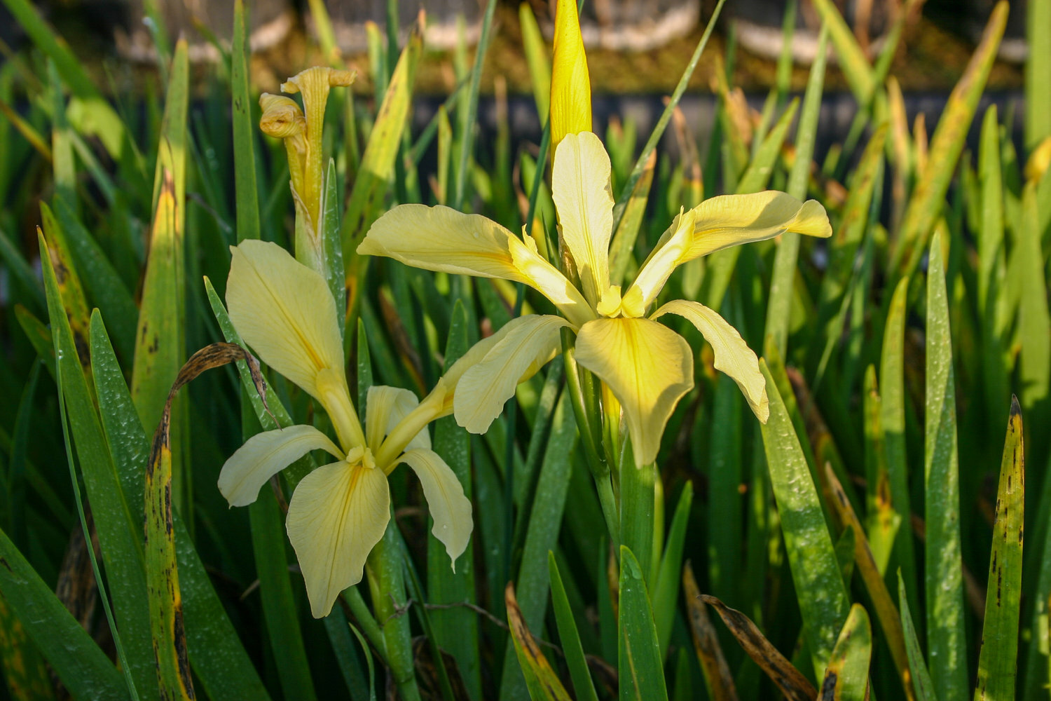 Live Louisiana Iris Yellow flower Dixie Deb Aquatic Marginal Pond/Bog Plant