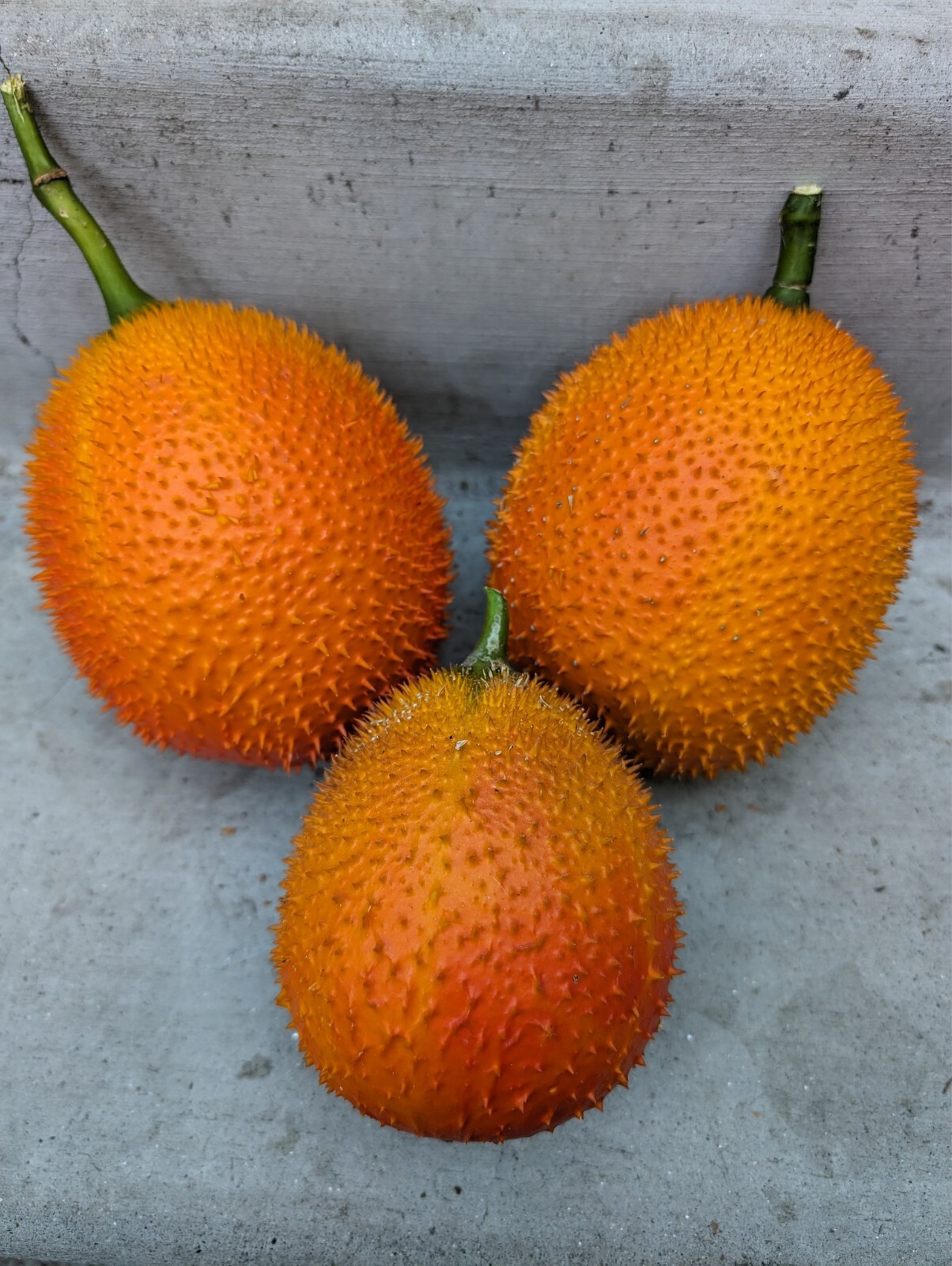 Dec 2025 Harvest | 10 Gac Fruit Seeds | Momordica Cochinchinensis | Hạt Trái Gấc