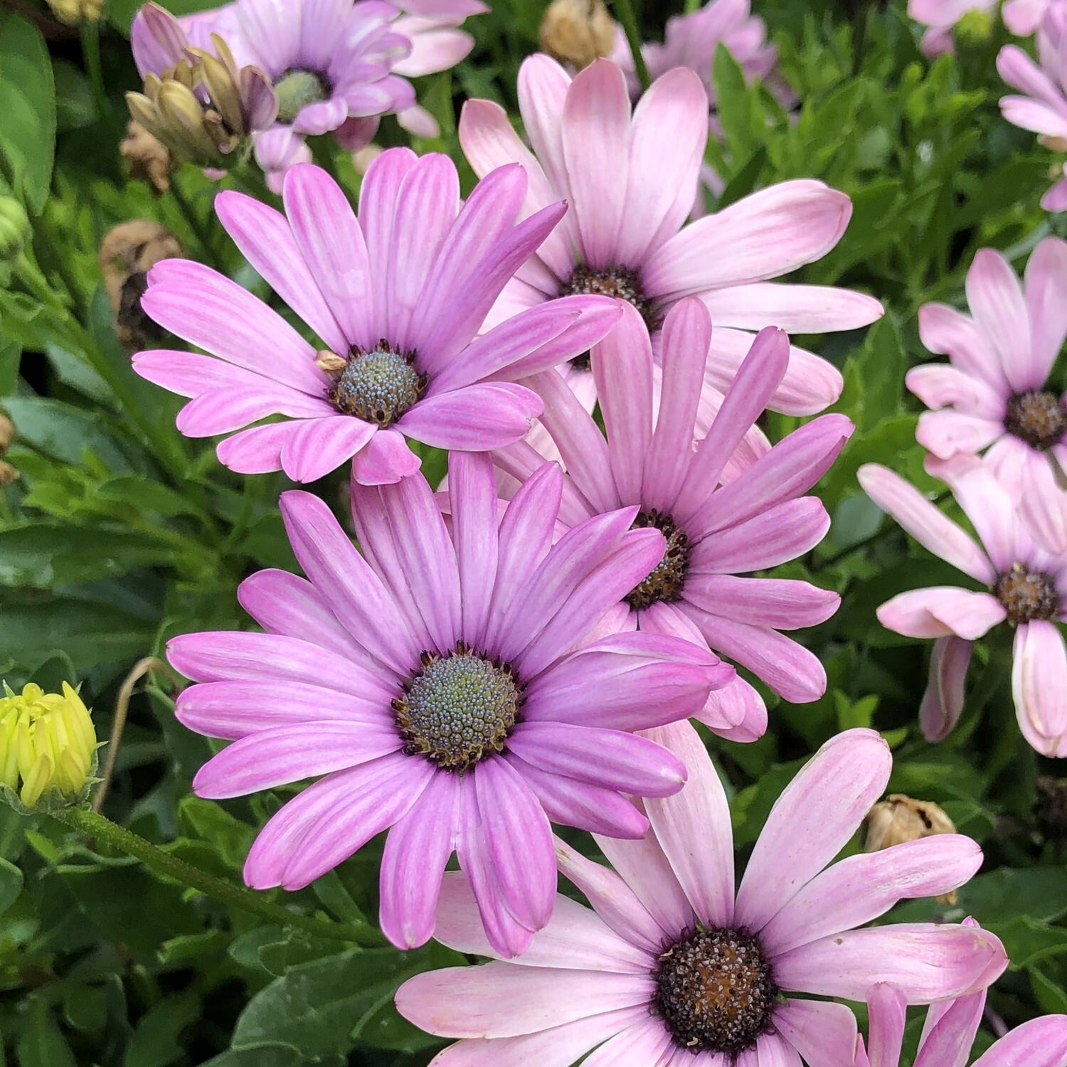 200+ Light Purple Cape Daisy Seeds for Garden Planting – USA – FREE SHIPPING!