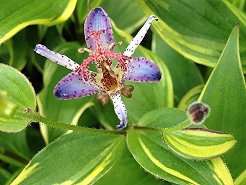 TOAD LILY Variegated Live Tropical Plant Shade Garden Tiny Purple Orchid Flower