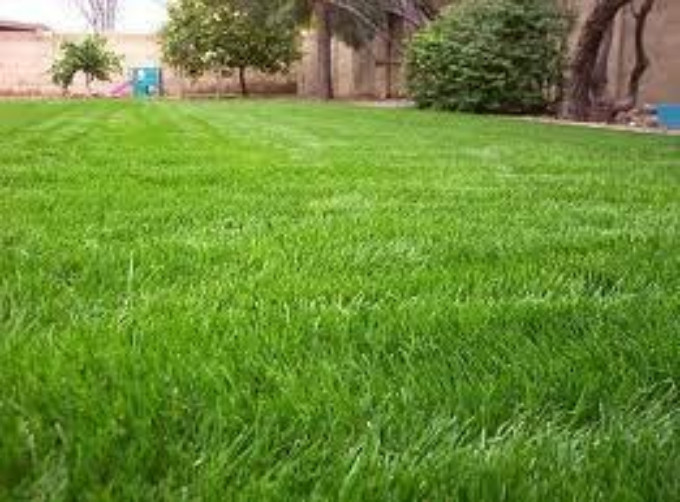 Annual Rye Grass Seed, (5 lb. Pack), Grass Seed, Cool Season Gulf Rye Grass Seed