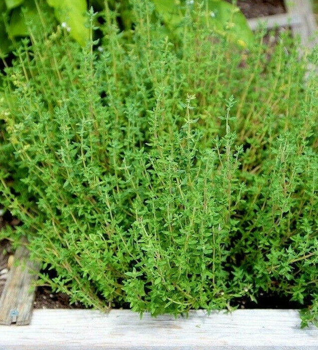 Thyme Seeds | Thymus vulgaris Perennial Common German Rosemary 2023