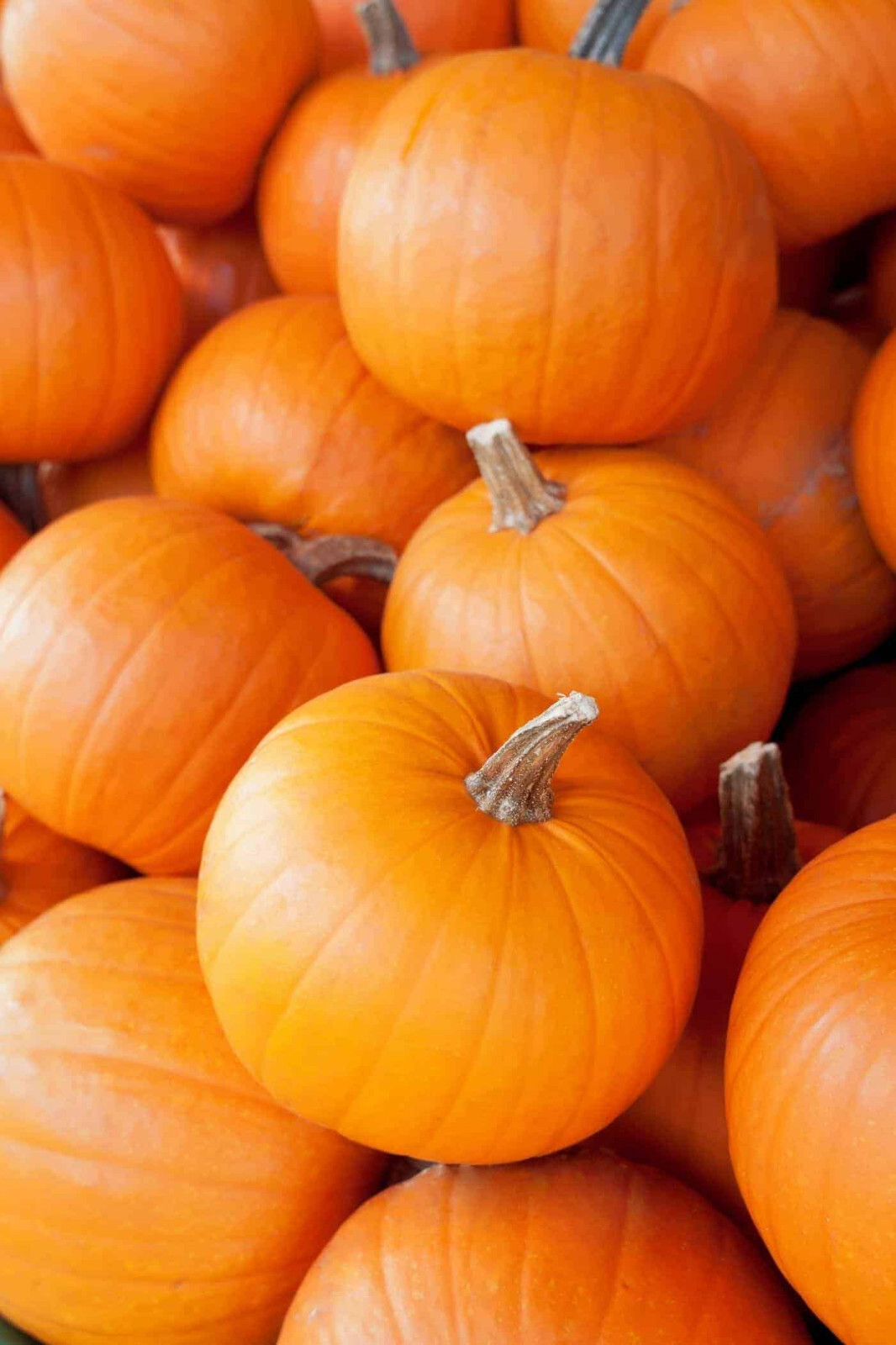 50 SMALL SUGAR PUMPKIN SEEDS, GREAT FOR PIE, FRESH HARVEST FOR 2024 GARDENS