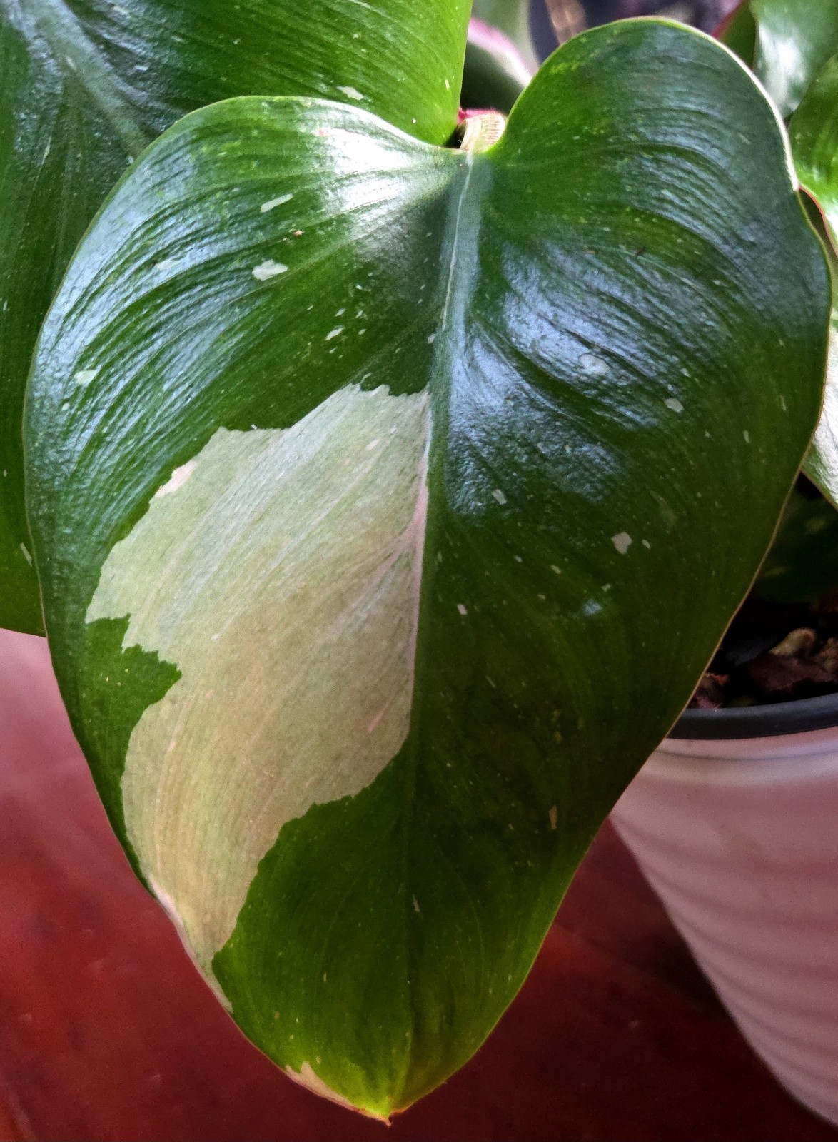 Rare Philodendron White Princess Tricolor 25″ Tall w/ Pups Not Aroid Anthurium