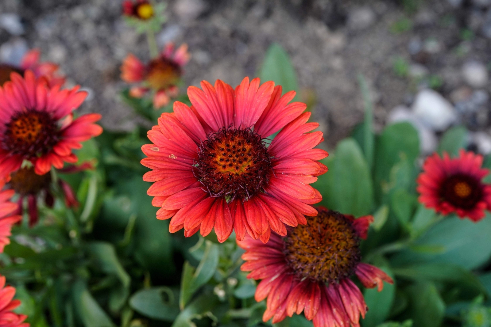 50 BURGUNDY GAILLARDIA Red Indian Blanket Flower Seeds *Comb S/H