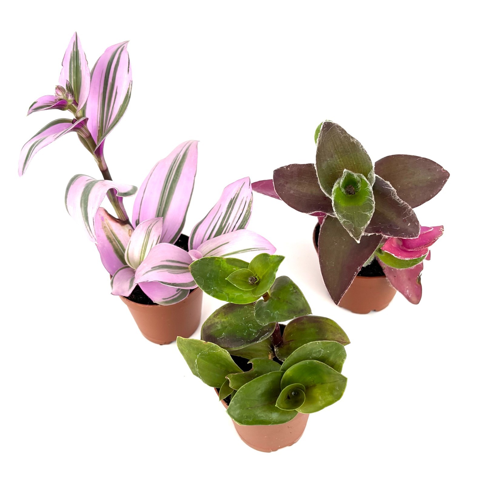 Tradescantia Trio 3 Pack Assorted Houseplants 2″ Pots