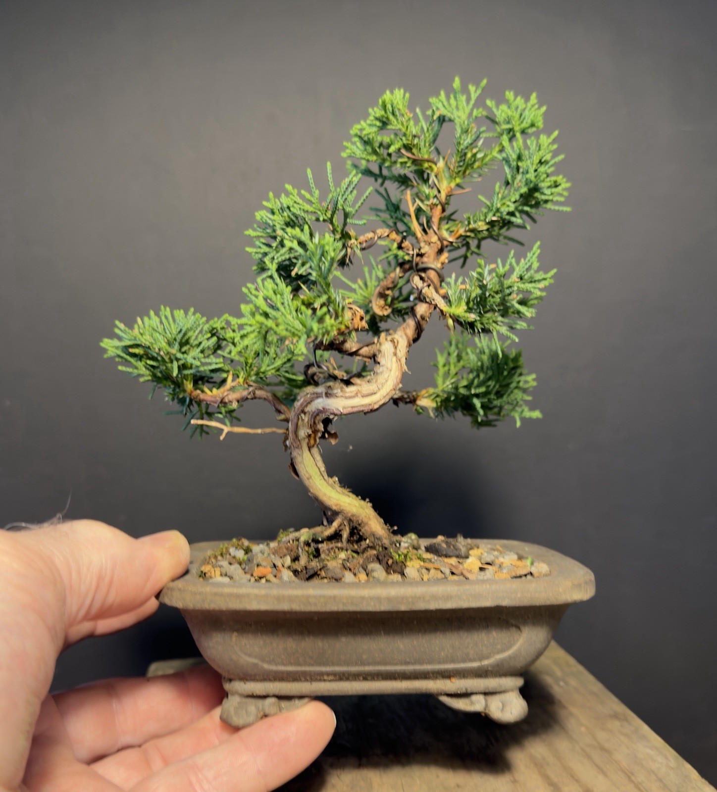 Shimpaku Mame Bonsai Itoigawa 8” Tall Jin/Shari, Yixing pot W Chop