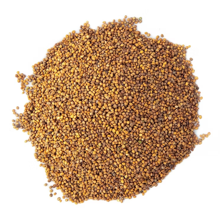 3-pack combo Savory/Spicy Powerhouse Microgreens seeds non-GMO (2.5oz. pack ea.)
