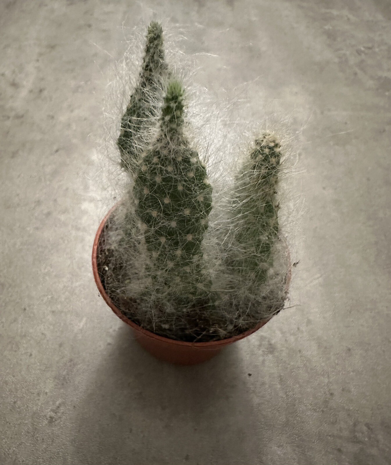 🌵🌵🌵Cactus Plant 2-3 Inches, Soft White Thorn Cactus 🇺🇸USA Seller