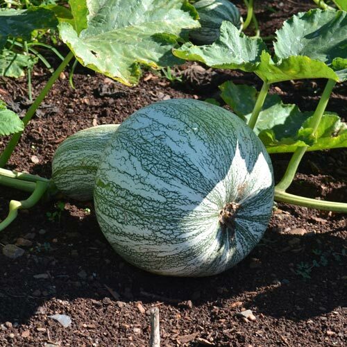 Cushaw Green Striped Pumpkin Seeds | Non-GMO | Free Shipping | Seed Store | 1080