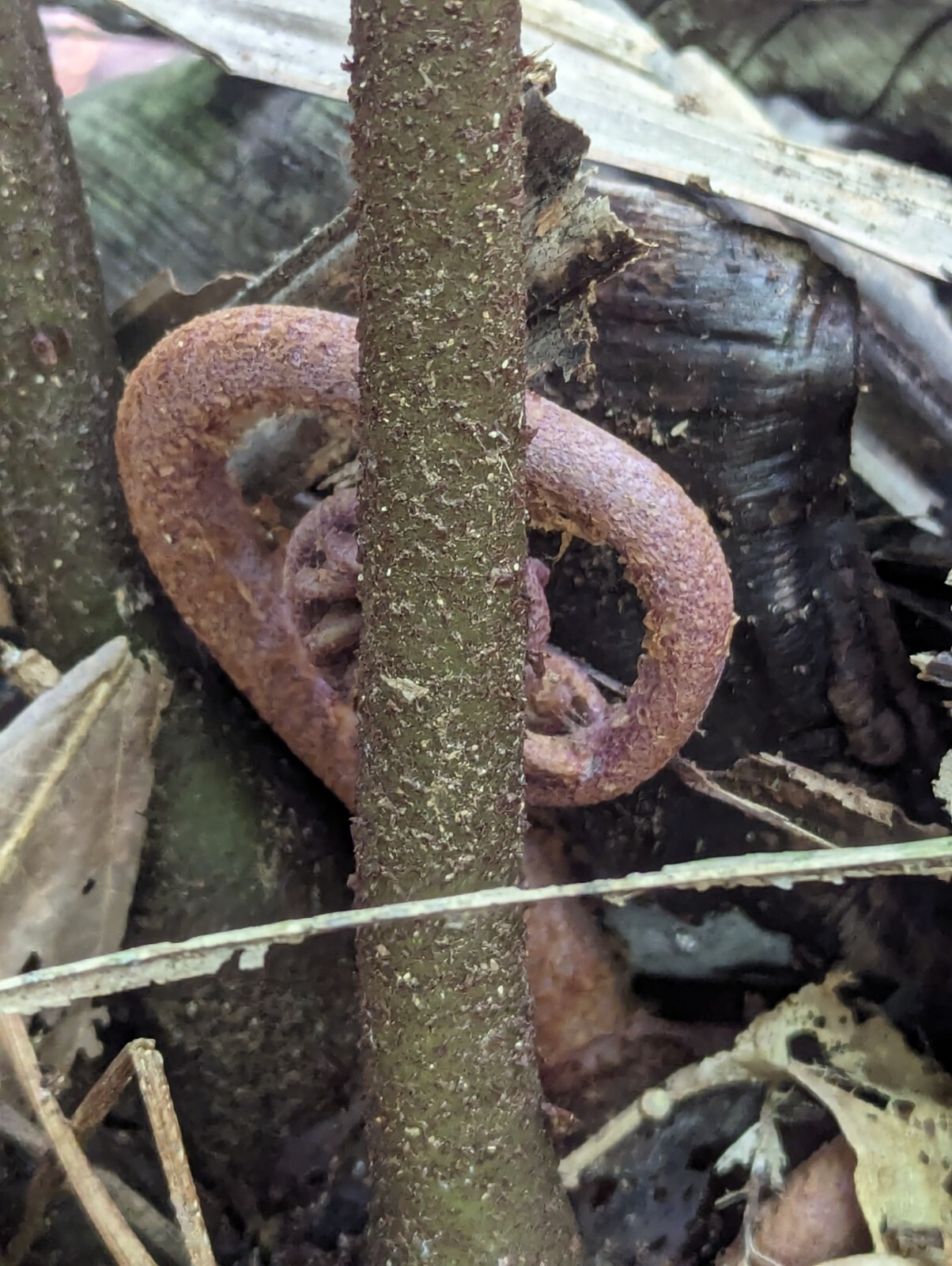 x2 EX Rare : LIVE : Danaea Nodosa Fern 4 inch Exotic Unique Big Grower rainfores
