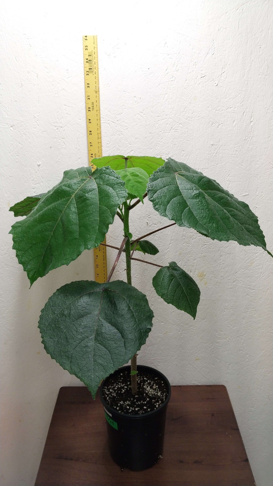 Gympie Gympie Live Plant! Most Painful Plant In The World! Mature Plant!