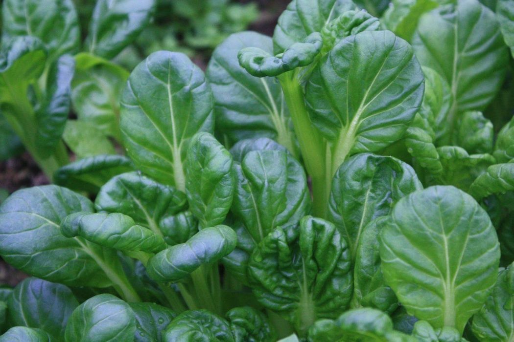 Tatsoi Chinese Cabbage Seeds, Tat Soi, NON-GMO, Stir Fry Cabbage, FREE SHIP