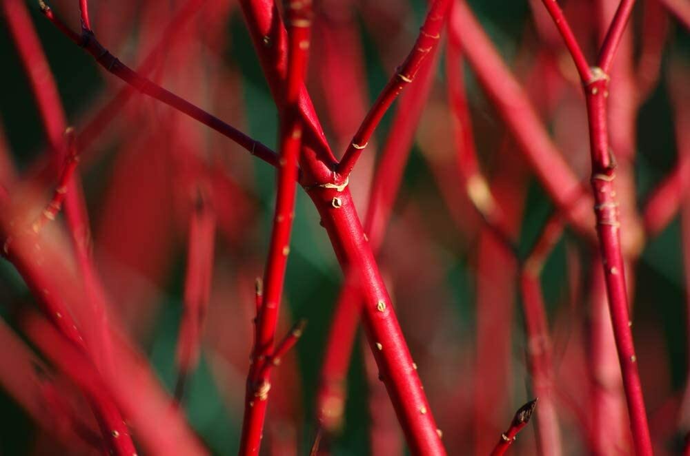 4 Red Dogwood Cuttings to Plant – No Roots, Easy to Grow