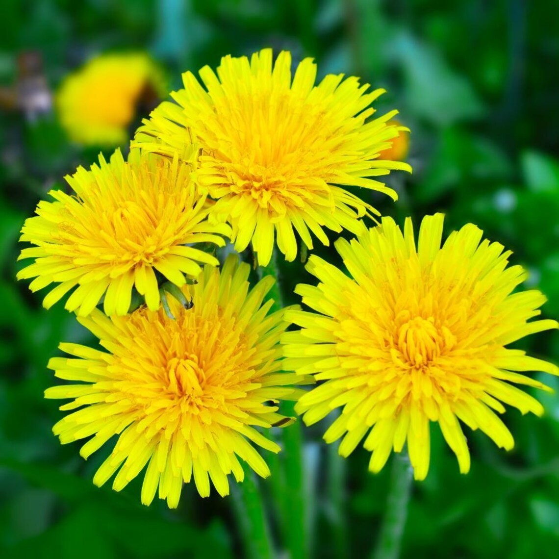 12,000 Dandelion seeds – Taraxacum Officinale