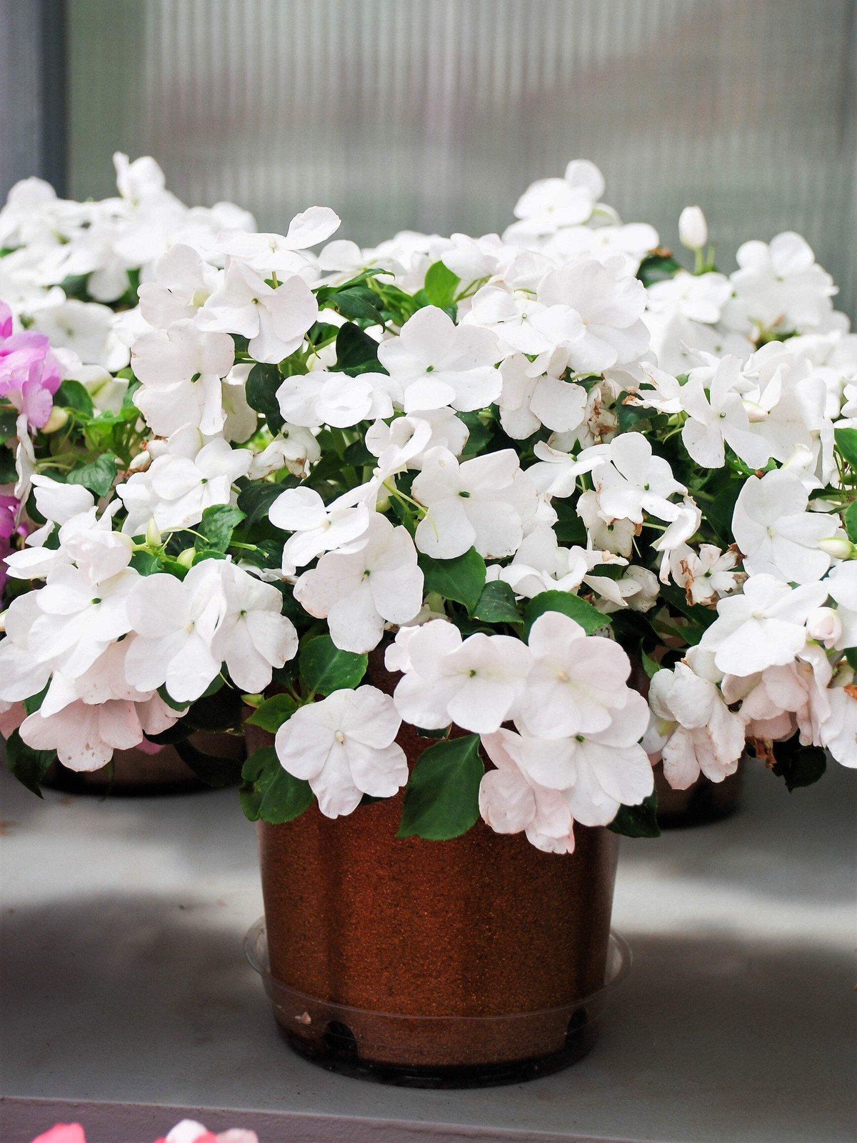 50 DWARF WHITE IMPATIENS Walleriana Sun or Full Shade Flower Seeds *Flat Ship