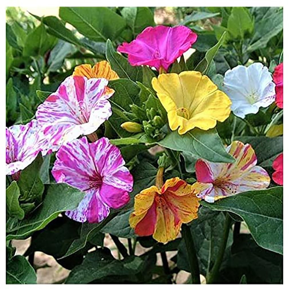 80 Broken Colors Four O’Clock Seeds Tender Perennial That Reseeds Easily