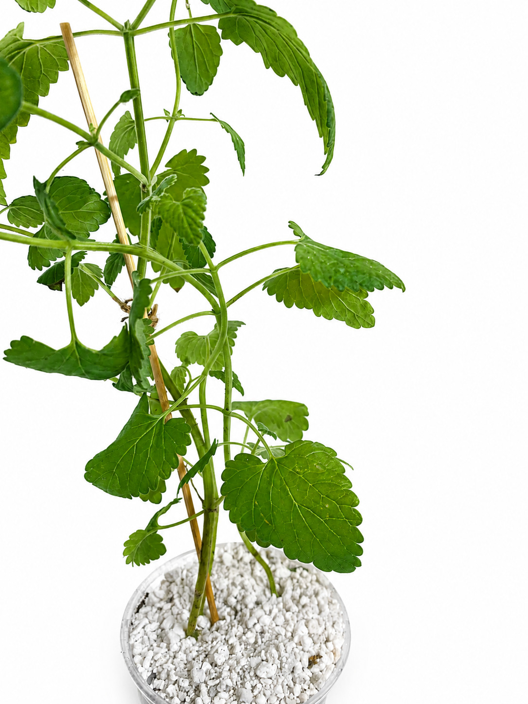 Heirloom Live Catnip Plant Nepeta Cataria Cat Mint Herb Pesticide Free 8″ Plant