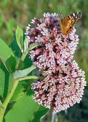 Butterfly Milkweed Seeds, Asclepias Syriaca, Monarch Butterflies, FREE SHIPPING