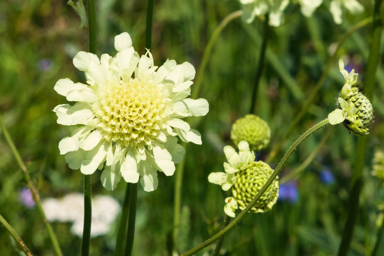 50 FINEST MIXED Colors SCABIOSA Atropurpurea Pin Cushion Flower Seeds