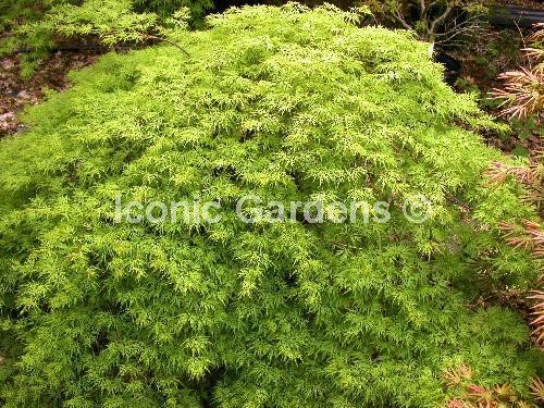 Rare Japanese maple cultivar 5yr ‘Emerald Lace’