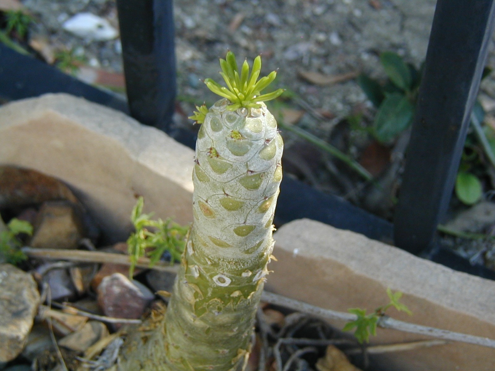 Tylecodon dinteri LARGE CUTTING FREE FLOWERING FAST GROWING