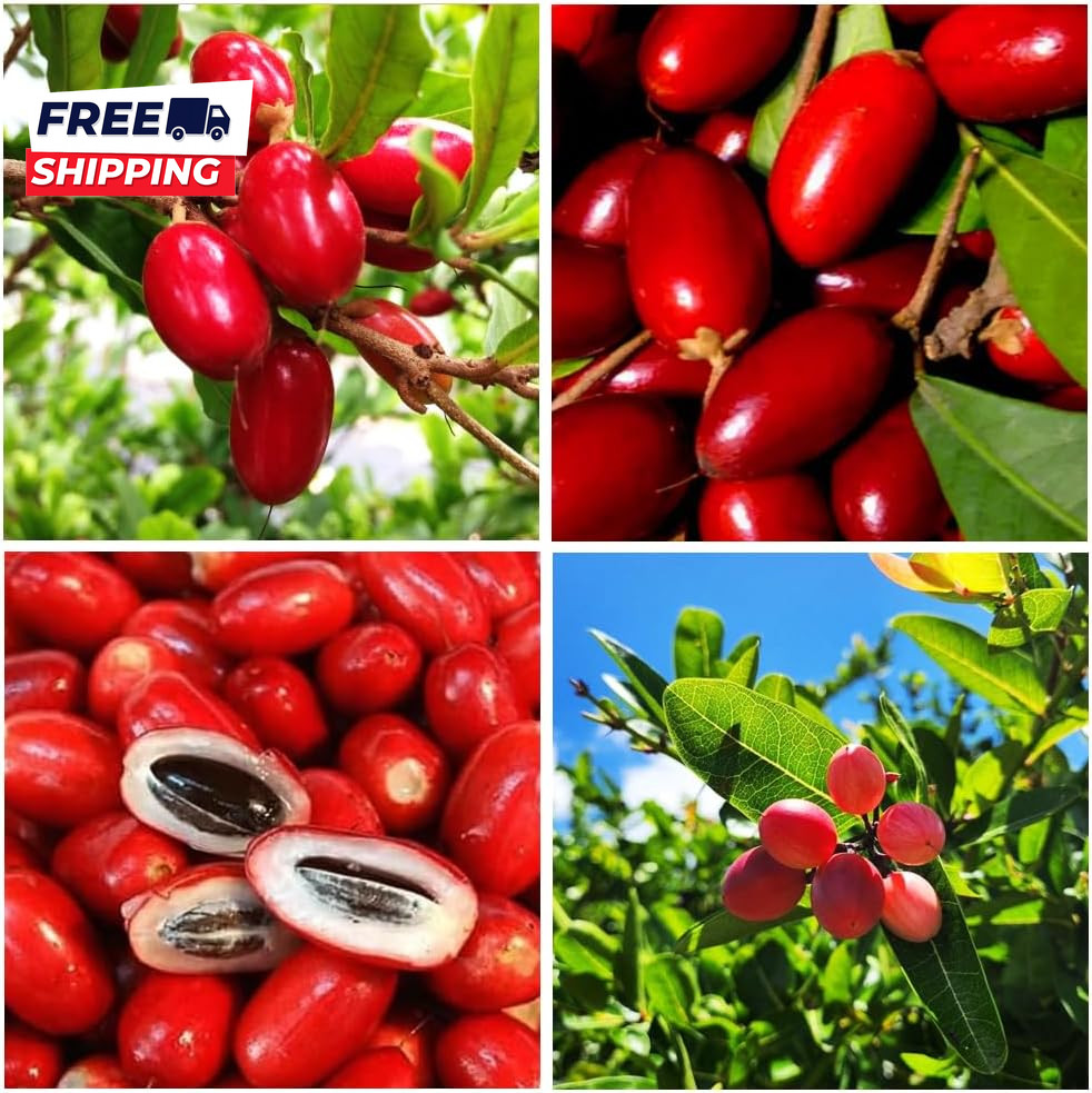 35+Tropical Miracle Berry Fruit Seed for Planting Outdoor-Edible Berries Plant Y