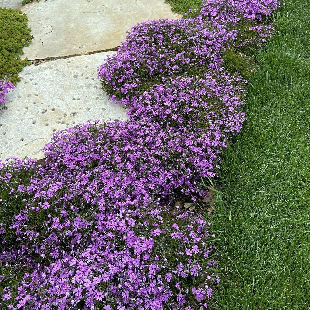 Creeping Phlox Perennial Subulata Moss Phlox Bare Root Live Plant Outdoor Garden