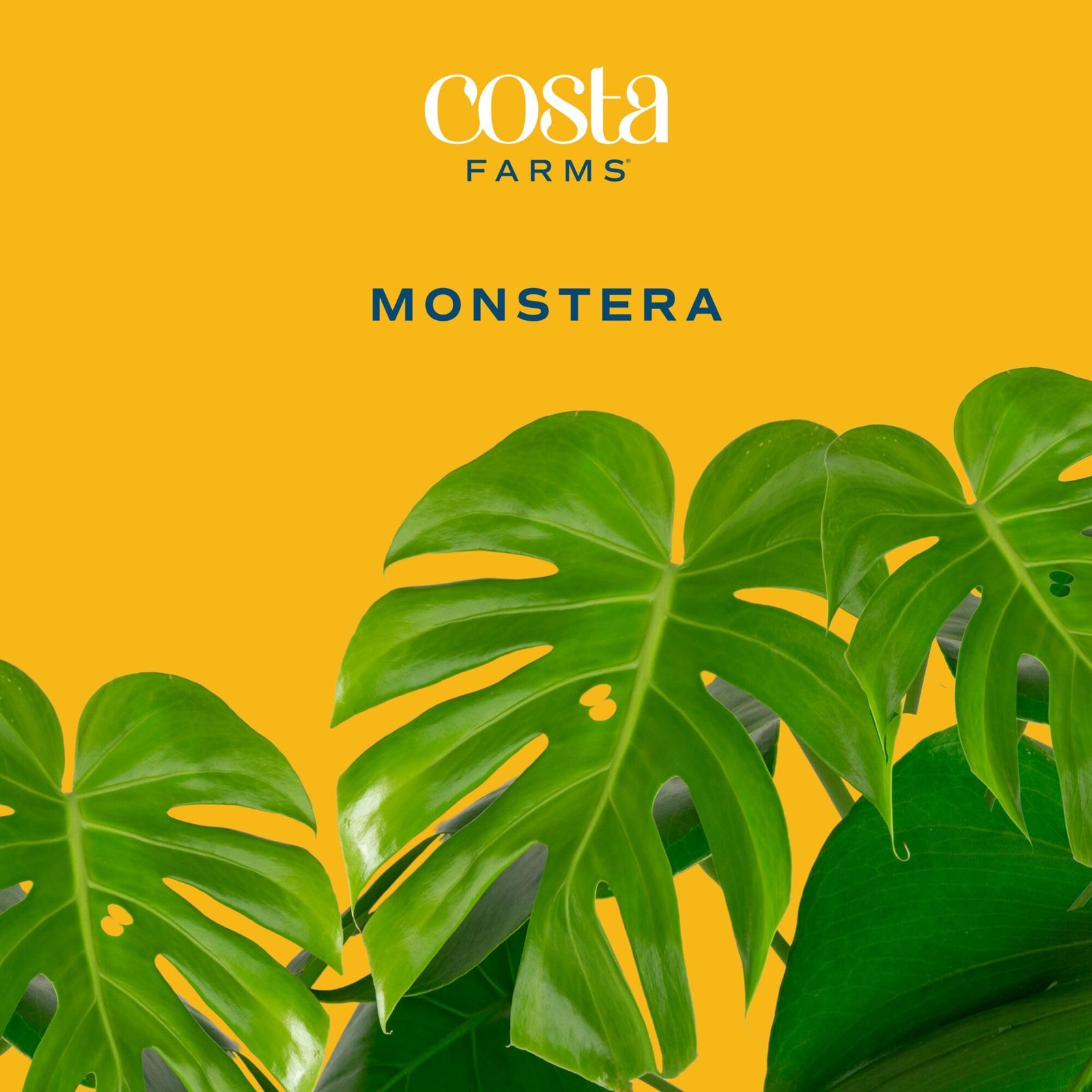 Costa Farms Monstera Swiss Cheese Live Plant In Plastic Pot Large Indoor