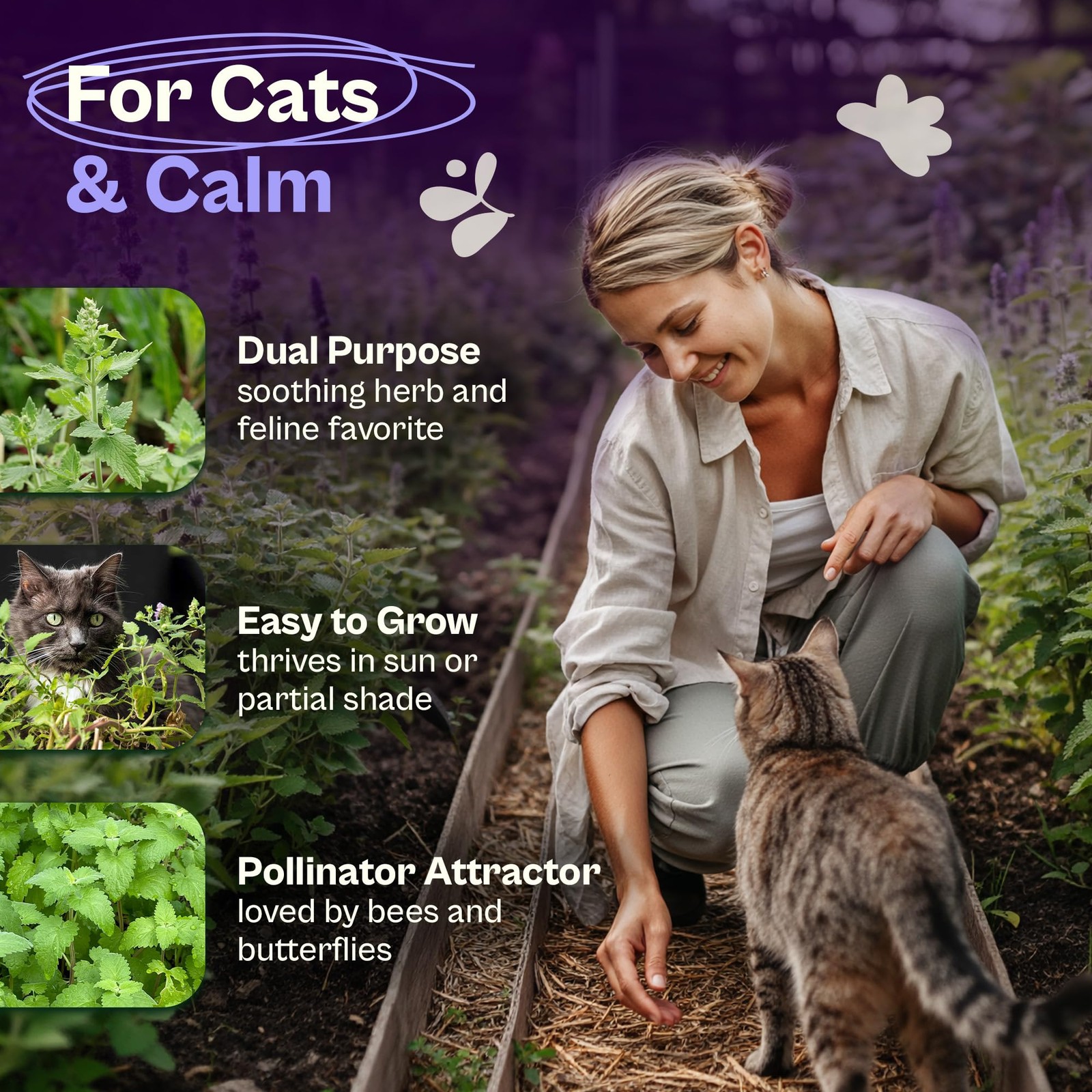 2500 Catnip Seeds Nepeta cataria – Catmint, Best Catnip for Cats Seed Packets…