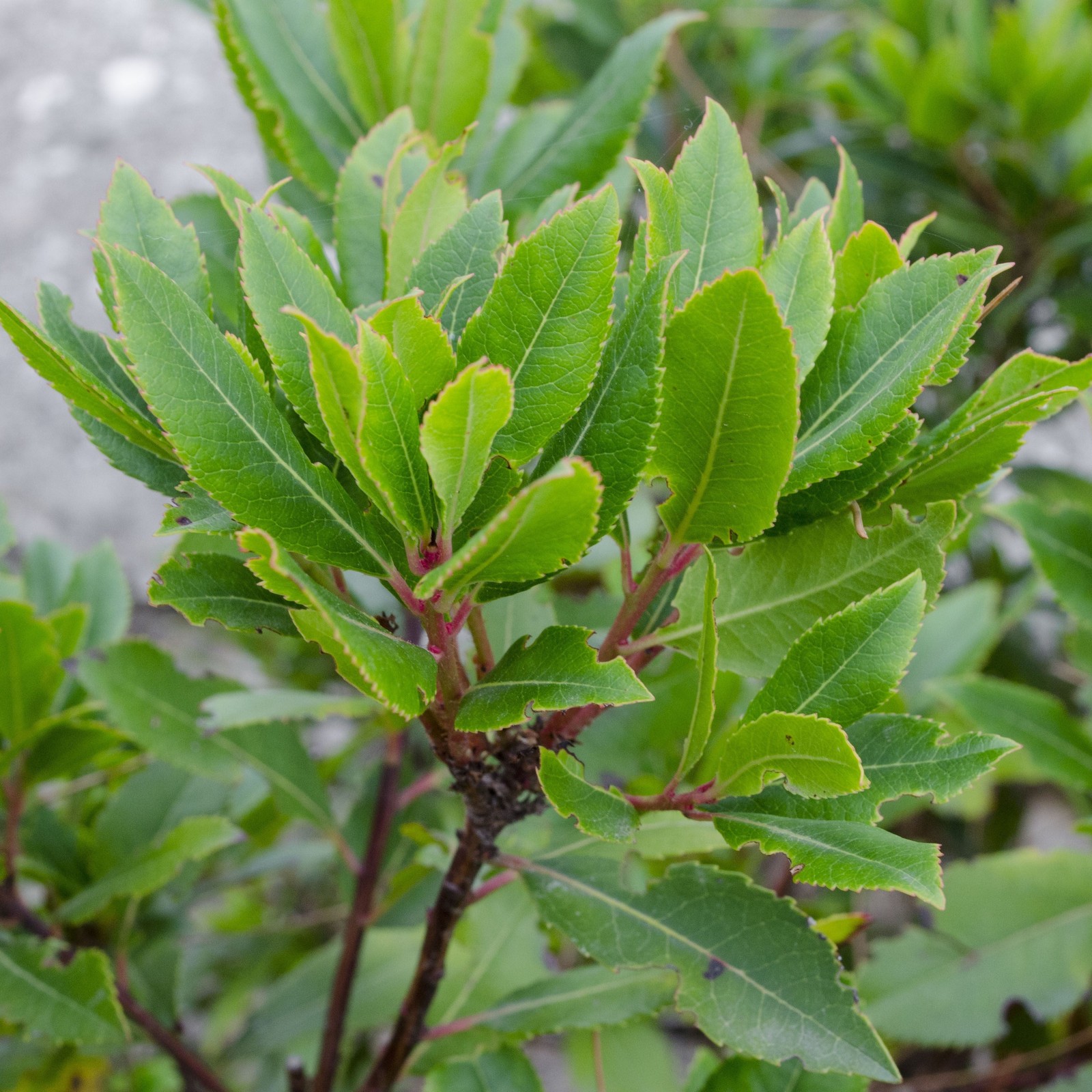 Bay Laurel Sweet Bay 1 Potted Herb Shrub Plant Rooted in Quart Pot, Easy to Grow