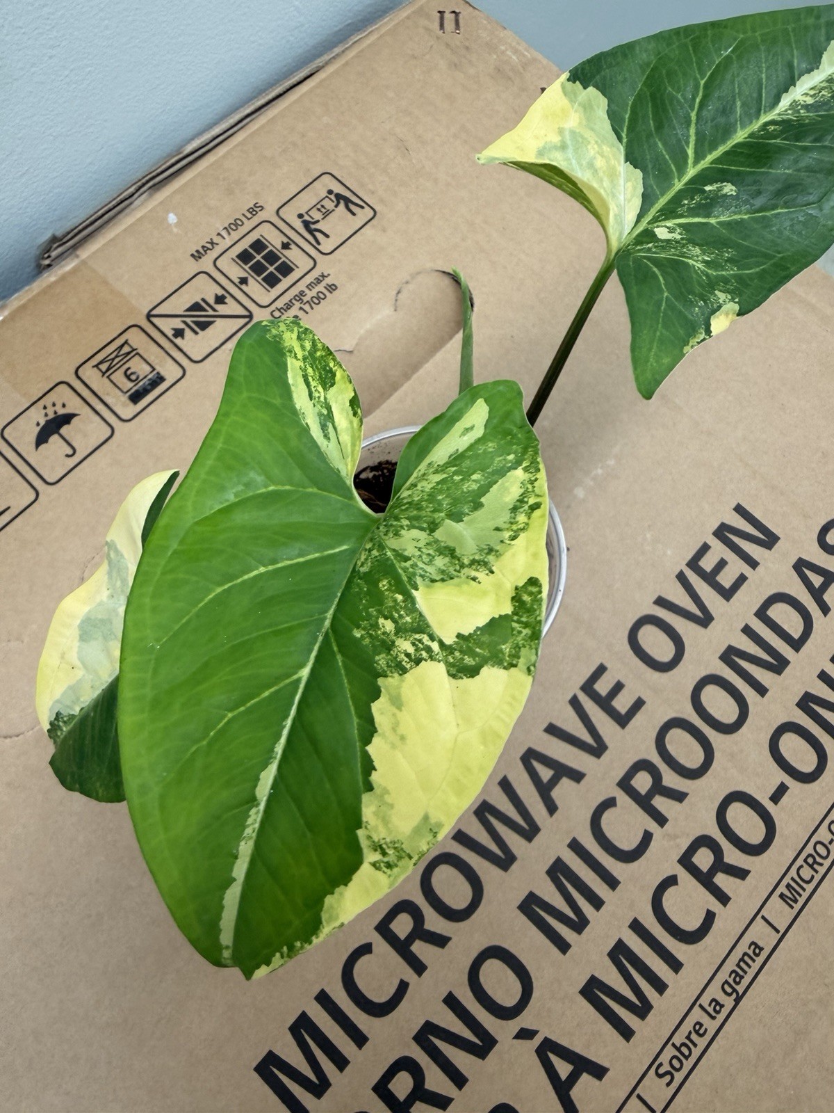 TROPICAL PLANTS / PHILODENDRON,SYNGONIUM / MONSTERA