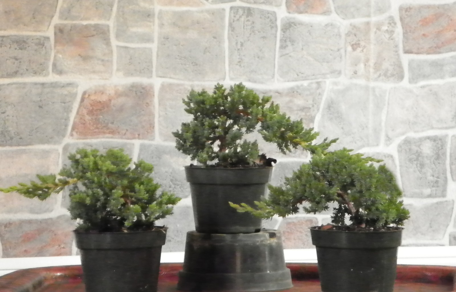 3 Japanese Dwarf Juniper Pre Bonsai trees