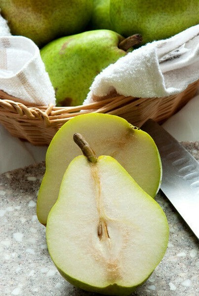 15 thin Giant Fruit Bartlett pear tree cuttings rooting grafting Great producer