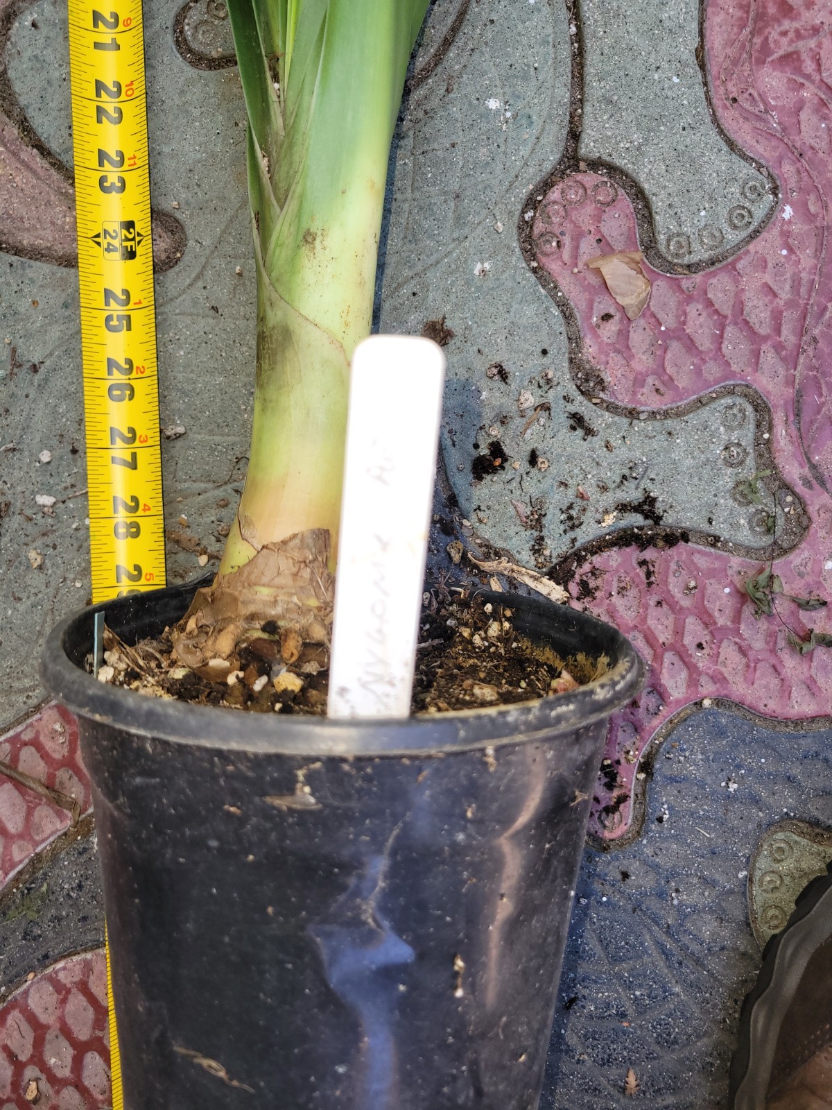 Yellow gardenii clivia I gallon plants