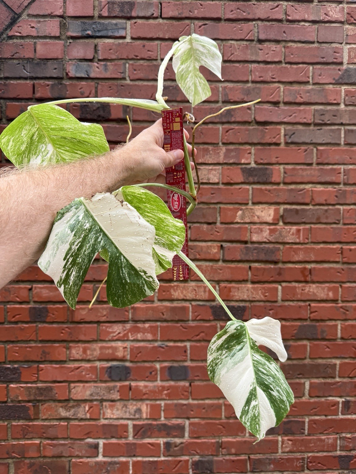 Monstera Albo Borsigiana Variegated Top Cutting Rooted, 5 Leaves