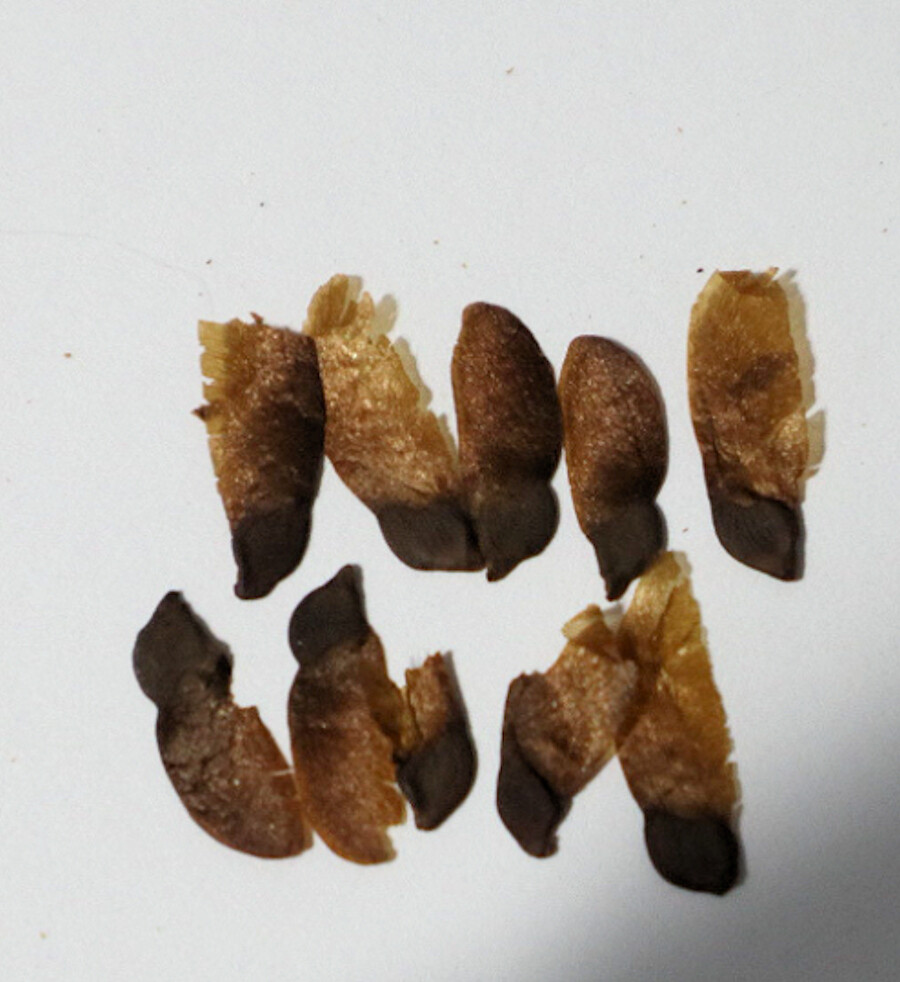 Tropical Garden SEEDS-NOT Tubers- Purple Yam-20 Rare Seeds Dioscorea alata