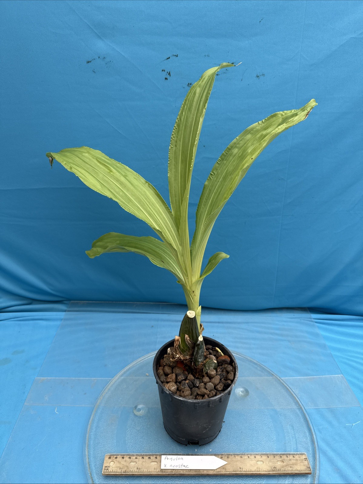 Anguloa X acostae Pink White Fragrant BS Orchid Hybrid 5.5” Pt New Growth Start