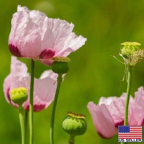 Turkish P Somniferum Poppy Seeds For Planting 20,000+ Fresh, Imported, Untreated