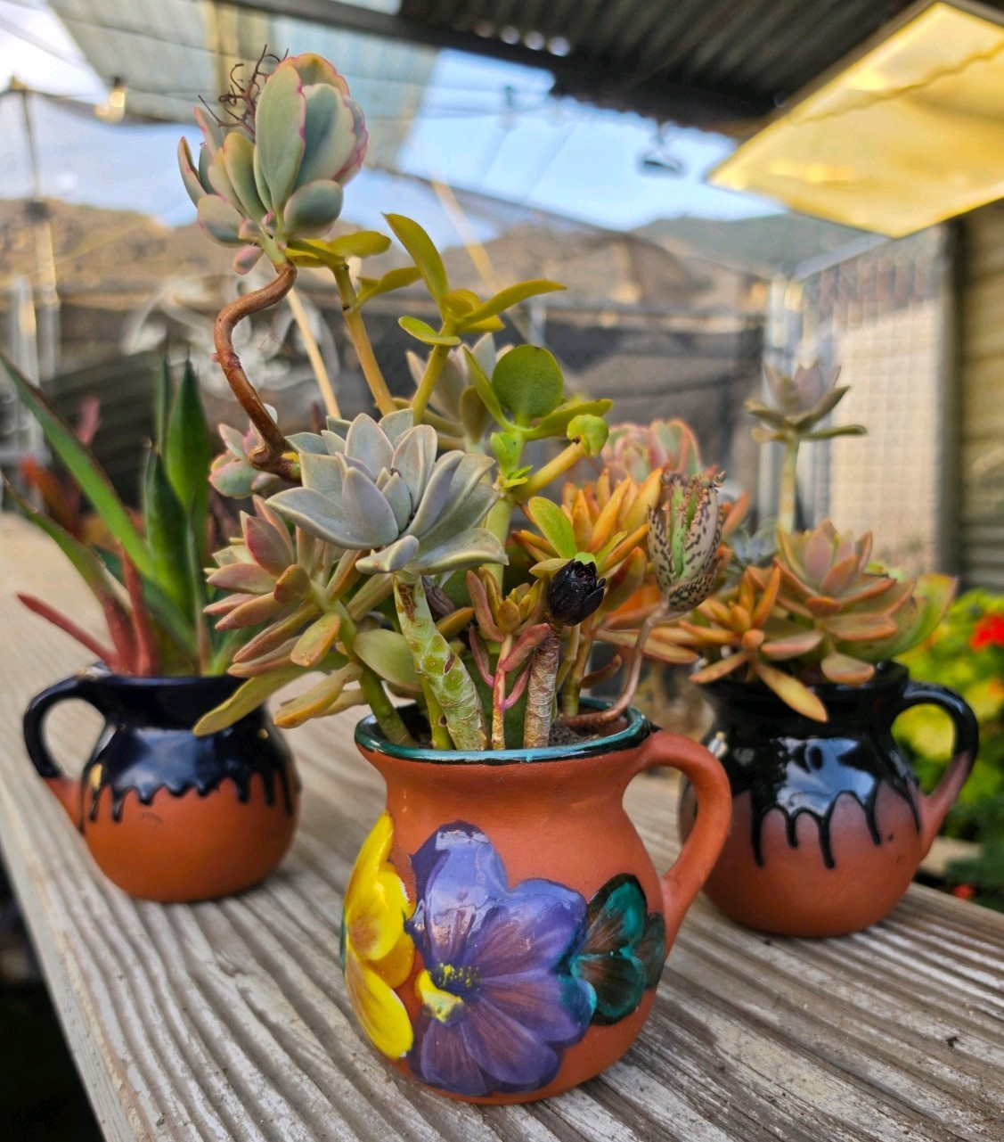 Set of 3 Live Succulent & Aloe Hand Painted Clay Pot Home Garden Decor RARE ART