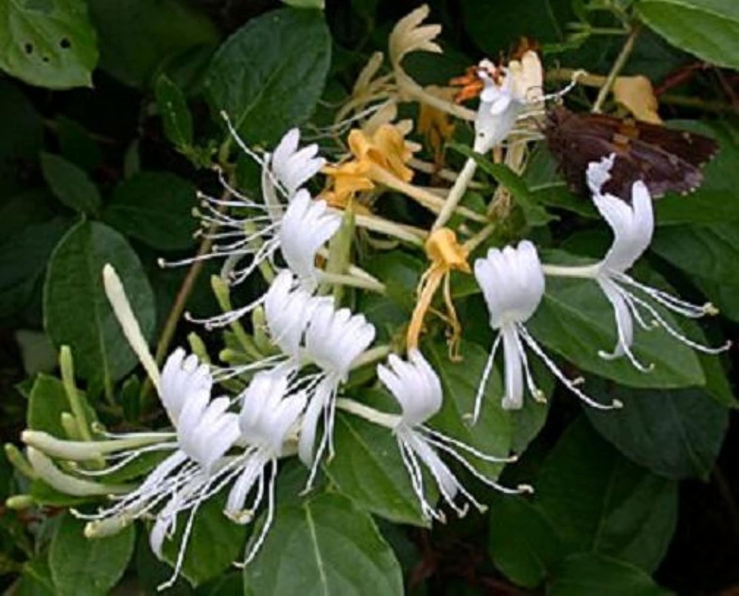 Exact plant Lonicera japonica bonsai (Japanese honeysuckle), 4-5 year old