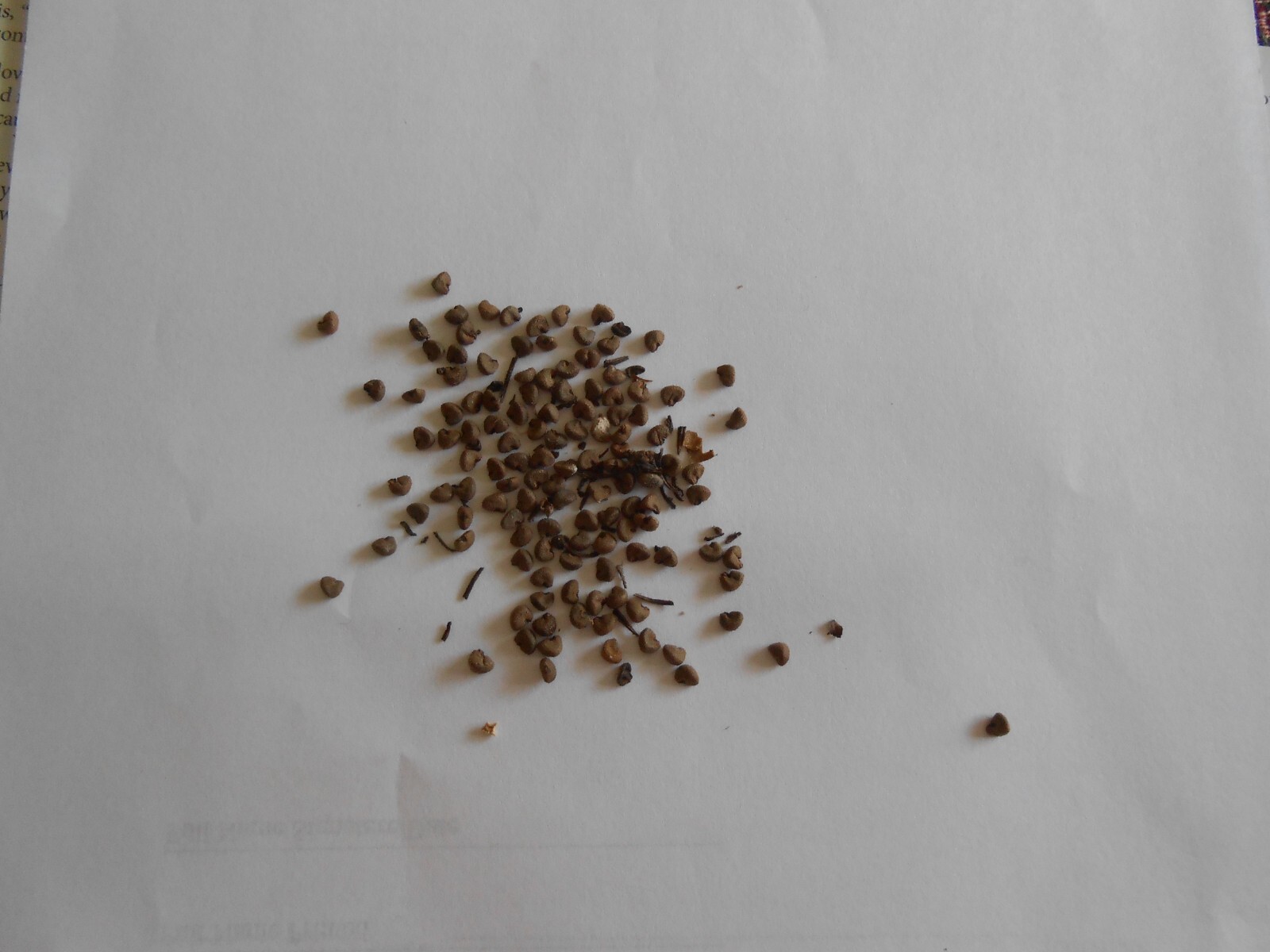 One Dozen Seeds: October Roses, Monarch Rose Mallow, Ruby Hibiscus